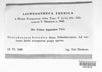 Image of Usnea lapponica
